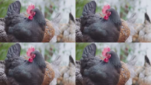 南加州的后院养鸡高清在线视频素材下载
