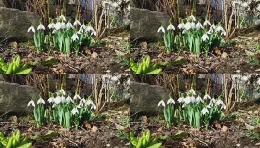1、房前花园的一小块空地上，春风中枝干翠绿的白色雪花莲高清在线视频素材下载