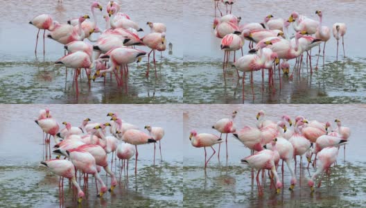 在南美玻利维亚的科罗拉多湖，成千上万的粉红色火烈鸟高清在线视频素材下载