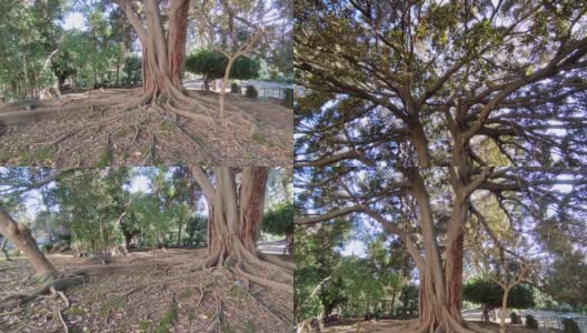 那不勒斯-一棵榕树在皇家植物园的概览高清在线视频素材下载