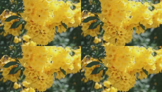 近距离观察黄色花朵上的蜜蜂。高清在线视频素材下载