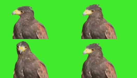 鹰与绿色屏幕背景高清在线视频素材下载