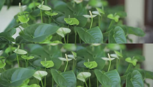 绿色花烛属植物盛开高清在线视频素材下载