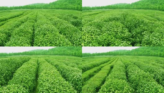 天空，茶树，山丘和农场，实时。高清在线视频素材下载