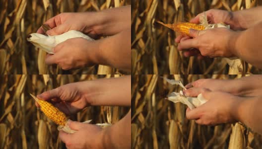 打开损坏的玉米HD高清在线视频素材下载