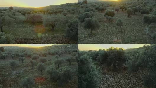 日落鸟瞰图橄榄花园高清在线视频素材下载