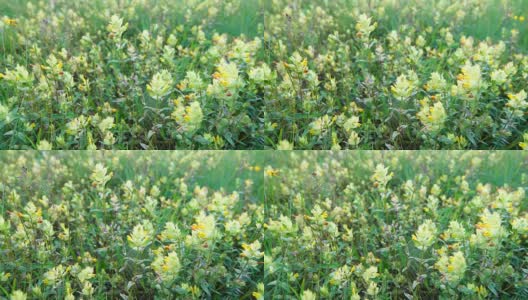 Sideritis hyssopifolia花在比利牛斯山高清在线视频素材下载