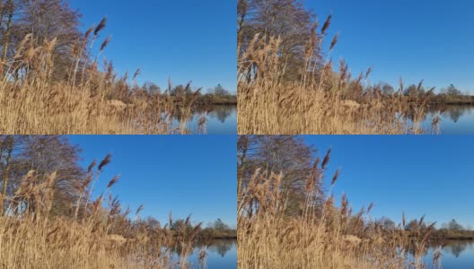 芦苇在风中缓慢移动。在湛蓝的湖面上拍摄的自然美景。高清在线视频素材下载