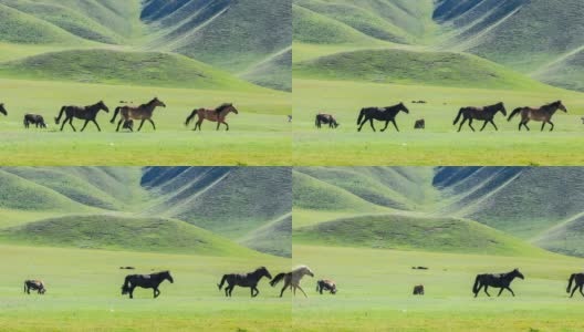 马儿在草原上奔跑高清在线视频素材下载