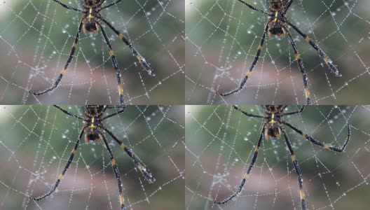 高清:蜘蛛网上的蜘蛛特写(视频)高清在线视频素材下载