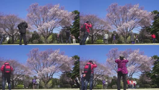 人们在东京观赏樱花的时间流逝高清在线视频素材下载