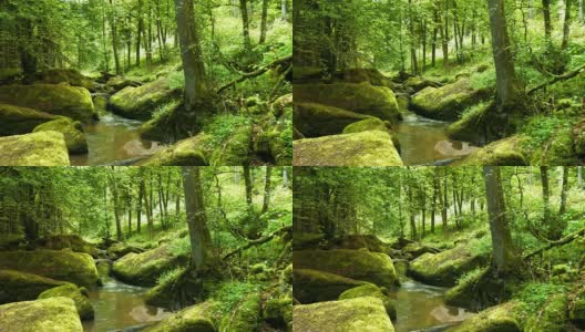 岩石溪在春天森林多莉拍摄(4K/超高清高清)高清在线视频素材下载