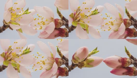 Apricot flower blooming against blue background in a time lapse movie. Prunus armeniaca growing in moving time lapse.高清在线视频素材下载