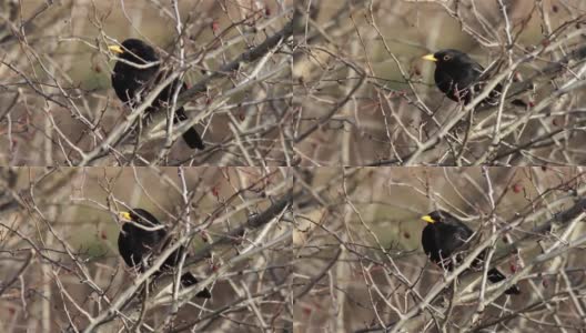 黑鸟坐在光秃秃的灌木的树枝上高清在线视频素材下载