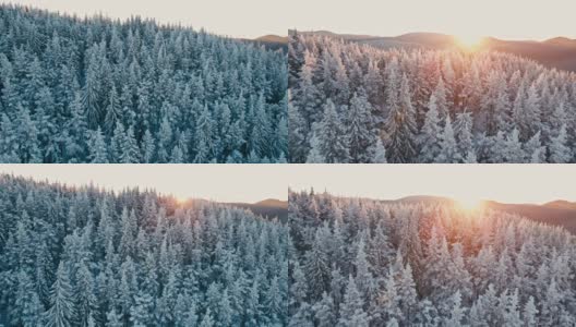 在日出时俯瞰白雪皑皑的松林的冬季鸟瞰图。高清在线视频素材下载