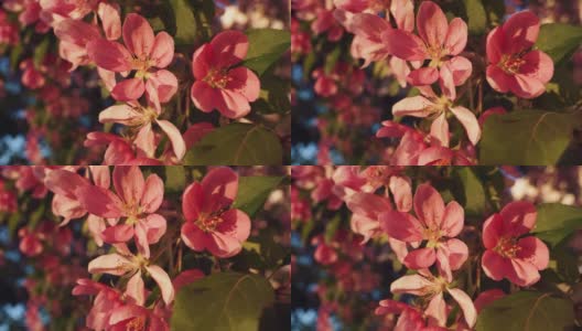 晚霞中粉红色樱花花瓣的特写。欣赏美丽的樱花。高清在线视频素材下载