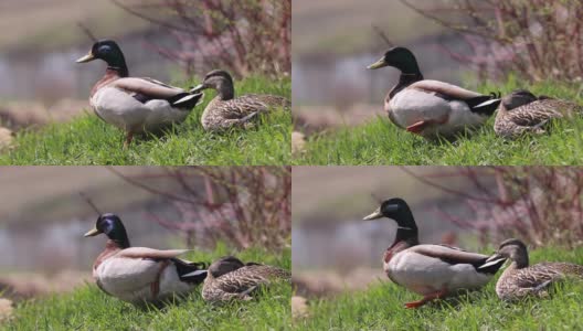 在一个阳光明媚的春日，在国家公园里，两只鸭子坐在绿色的草地上晒太阳高清在线视频素材下载