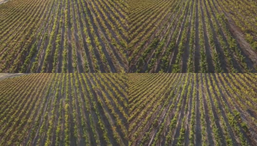 无人机在日落时分飞过南澳大利亚国家农业的葡萄园高清在线视频素材下载