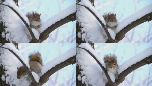 雪地松鼠高清在线视频素材下载