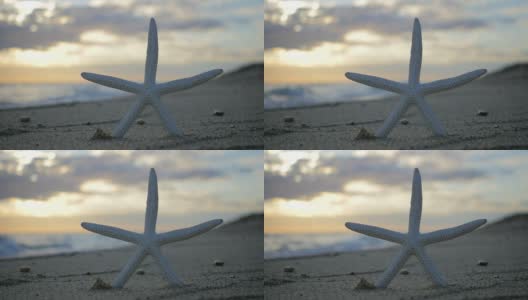 Starfish / Beach /日落大道concept高清在线视频素材下载