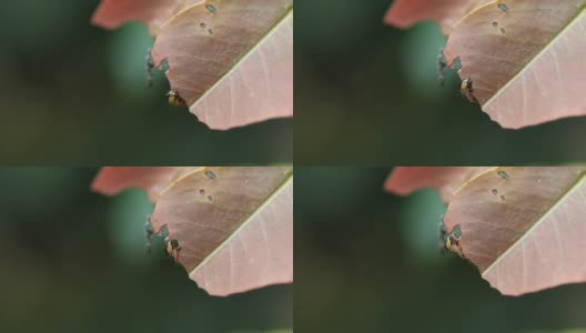 毛毛虫吃叶子高清在线视频素材下载