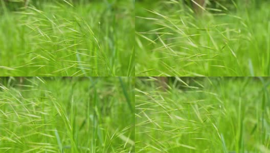 近距离拍摄草地上的植物高清在线视频素材下载