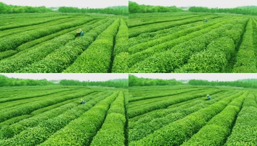 天空，茶树，山丘和农场，实时。高清在线视频素材下载