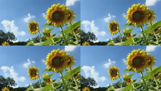 向日葵和蜜蜂在湛蓝的天空高清在线视频素材下载
