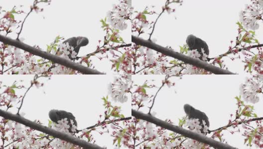 brown-eared夜莺花高清在线视频素材下载