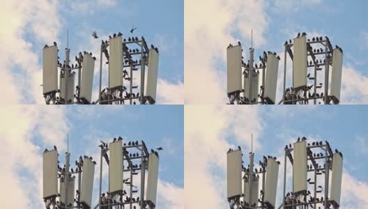 野生鸟类在移动通信塔上休息高清在线视频素材下载