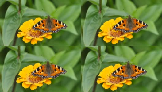 橘黄色的百日草花上的龟甲蝴蝶，在花园里，Aglais urticae股票视频片段高清在线视频素材下载