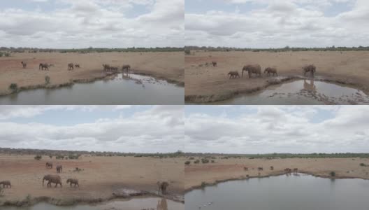 一群去喝水的大象高清在线视频素材下载