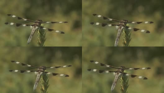 蜻蜓的翅膀高清在线视频素材下载
