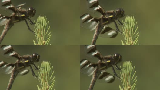 蜻蜓的脸ECU高清在线视频素材下载