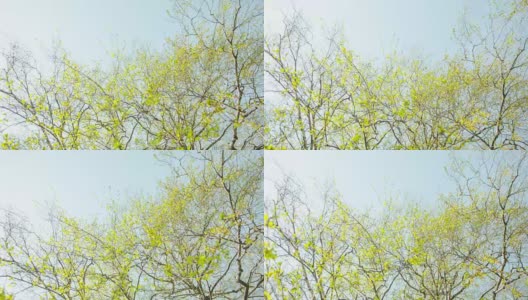 桦树春天叶子高清在线视频素材下载