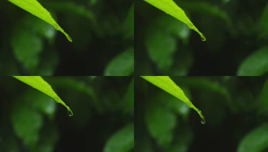 泰国雨季的雨滴落在绿叶上高清在线视频素材下载