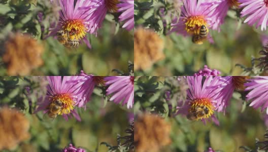 蜜蜂(lat。Anthophila)从多年生紫菀的花中采集花蜜和花粉。秋天高清在线视频素材下载