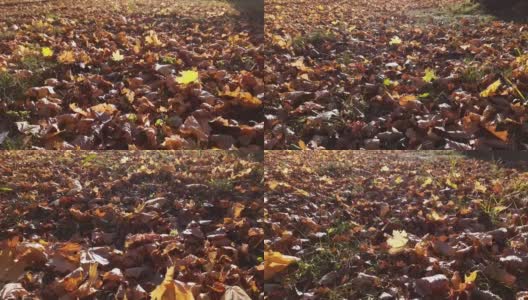 秋天公园里的林间空地上覆盖着背光的落叶高清在线视频素材下载