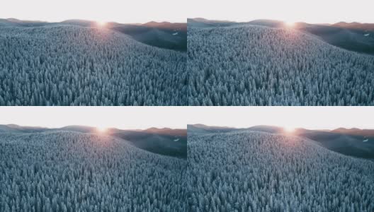 在日出时俯瞰白雪皑皑的松林的冬季鸟瞰图。高清在线视频素材下载