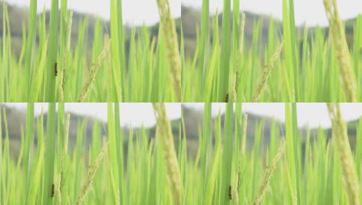 泰国北部水稻上的毛虫高清在线视频素材下载