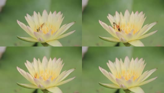 黄色睡莲和一只蜜蜂的特写高清在线视频素材下载