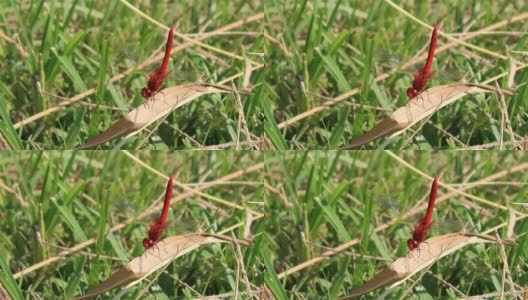 蜻蜓在草地上高清在线视频素材下载