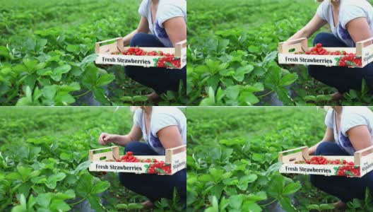 草莓丰收。高清在线视频素材下载