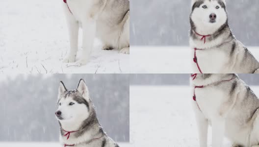 西伯利亚哈士奇在冬天的一场雪中漫步。高清在线视频素材下载