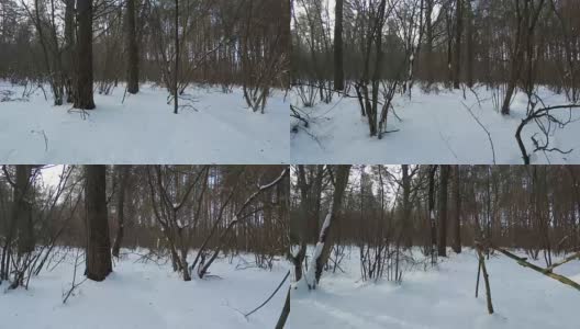 冬季森林。穿过森林的灌木丛。高清在线视频素材下载