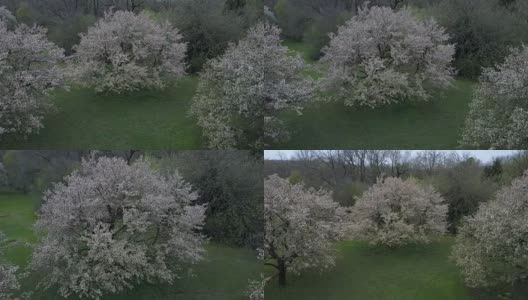 走向一棵开花的树(未分级视频)高清在线视频素材下载