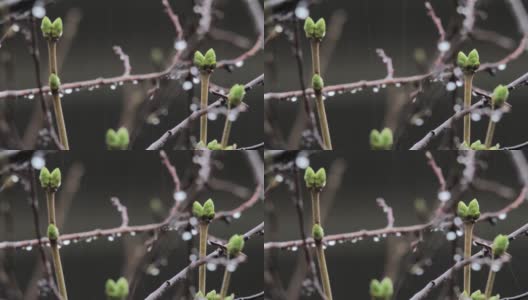 春雨洒落在现在枝繁叶茂的树枝上高清在线视频素材下载