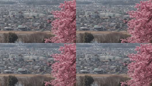 神奈川县足荒上郡松田镇
川津樱花和松田镇的市容高清在线视频素材下载