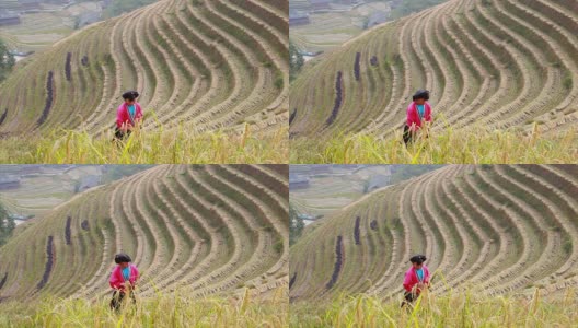 瑶族农民在他的稻田里工作高清在线视频素材下载