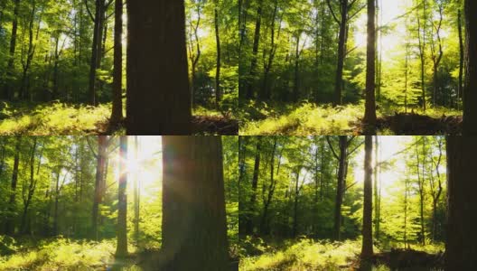 高清多莉:直接阳光在绿色森林高清在线视频素材下载